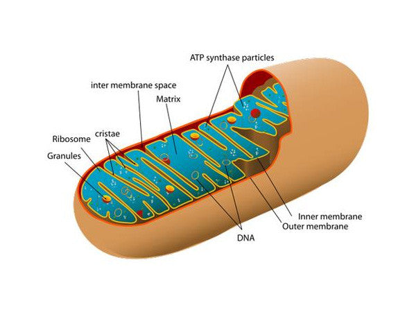 Avokado anti age effekt