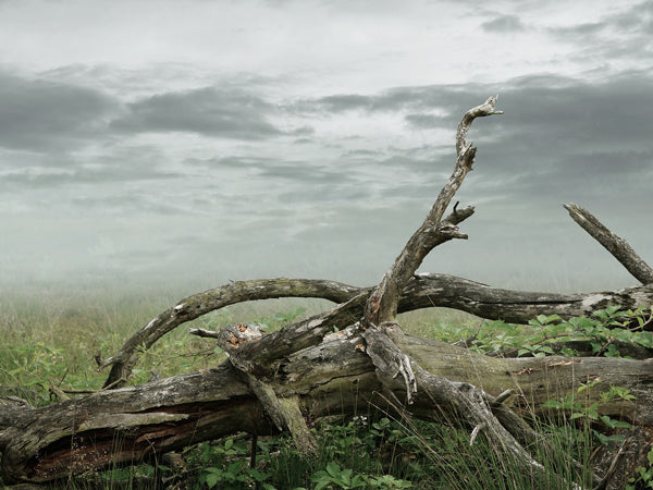 Miljøgift påvirker oss alle.