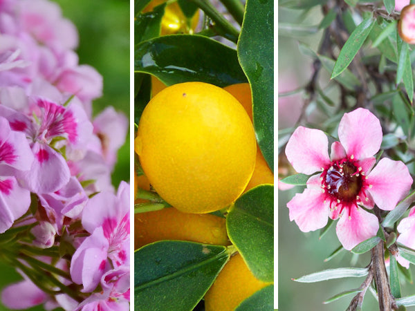 Les mer om eteriske oljer og hvordan disse kan påvirke deg positivt.